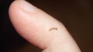 Tiny slug