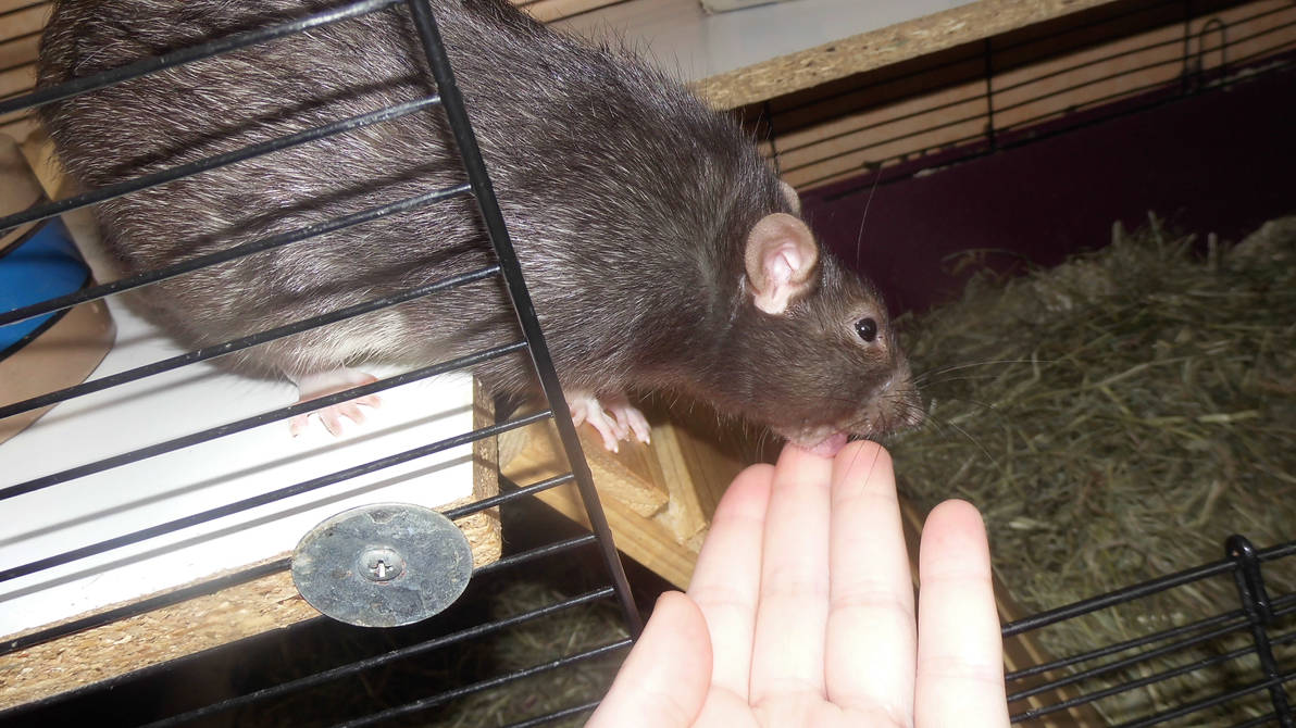 Rat kiss by OP-Girl16 on DeviantArt