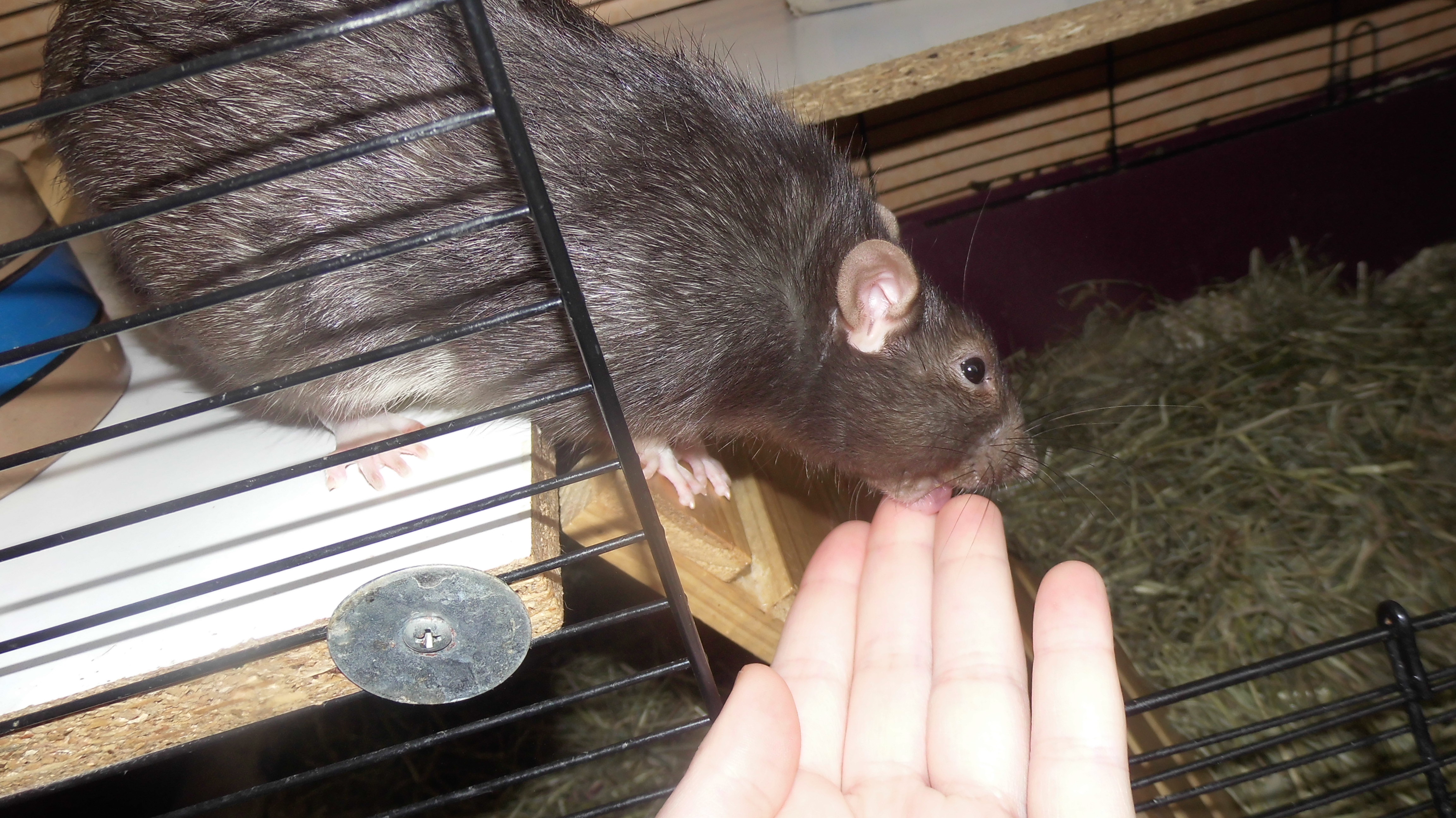 Rat kiss by OP-Girl16 on DeviantArt