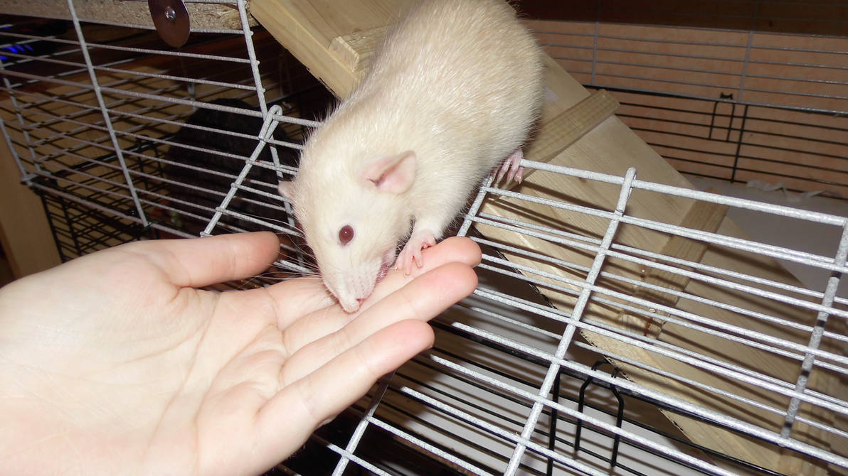 Baby Rat Kiss by OP-Girl16 on DeviantArt