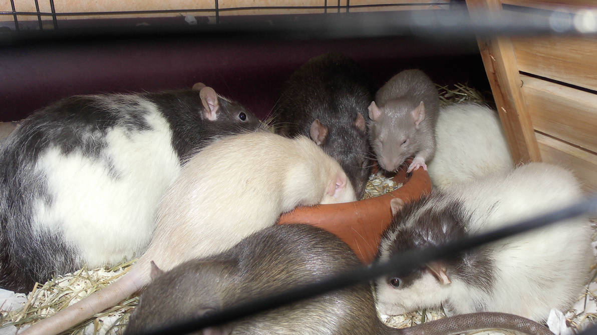 So many rats by OP-Girl16 on DeviantArt