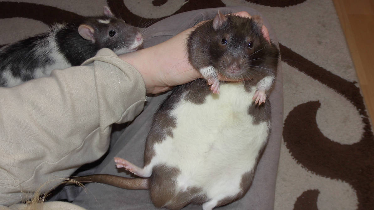 Жир мыши. Декоративная крыса Дамбо. Крыса Дамбо пухлая. Толстая крыска.