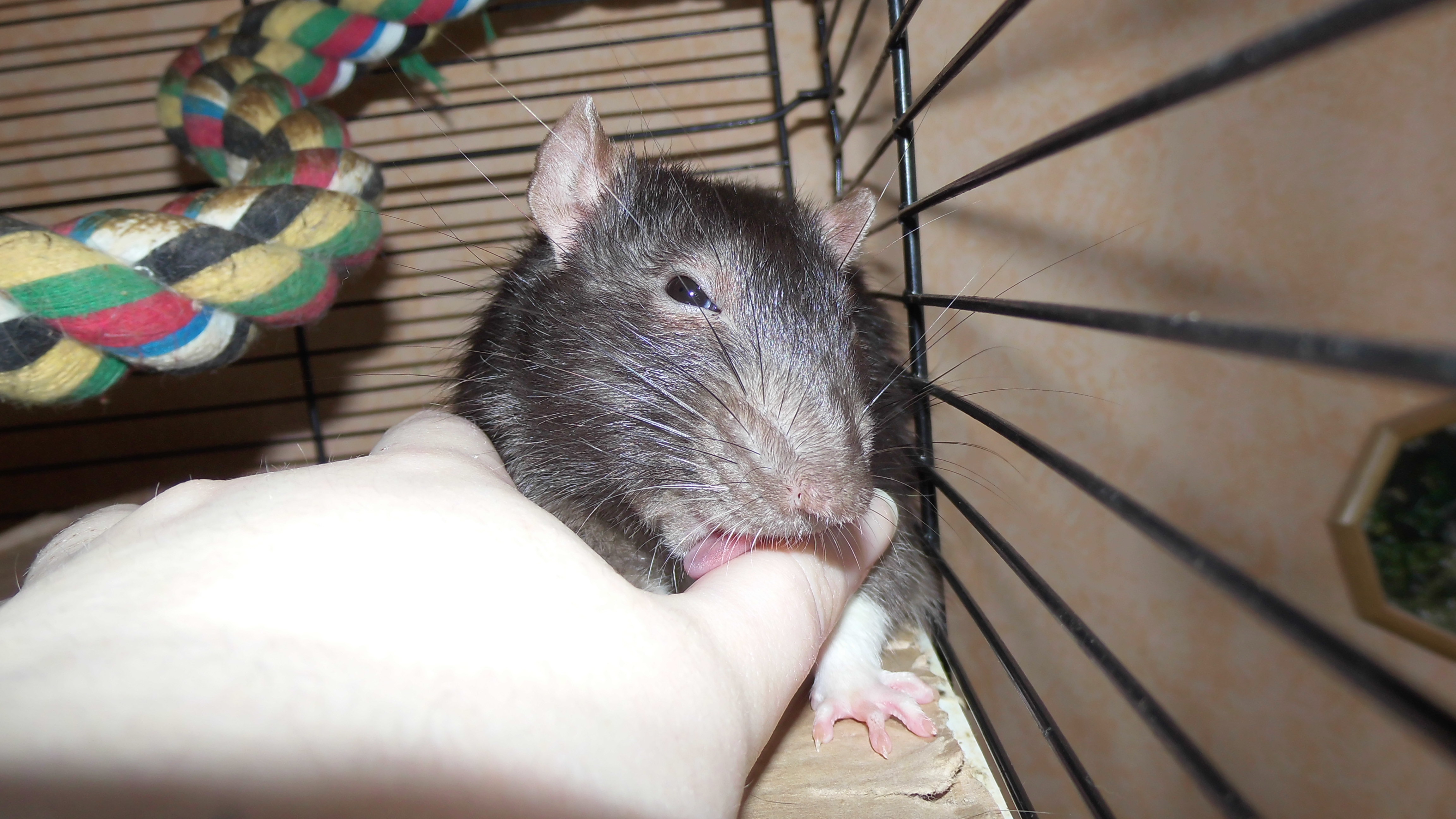 Rat Kiss 2 by OP-Girl16 on DeviantArt