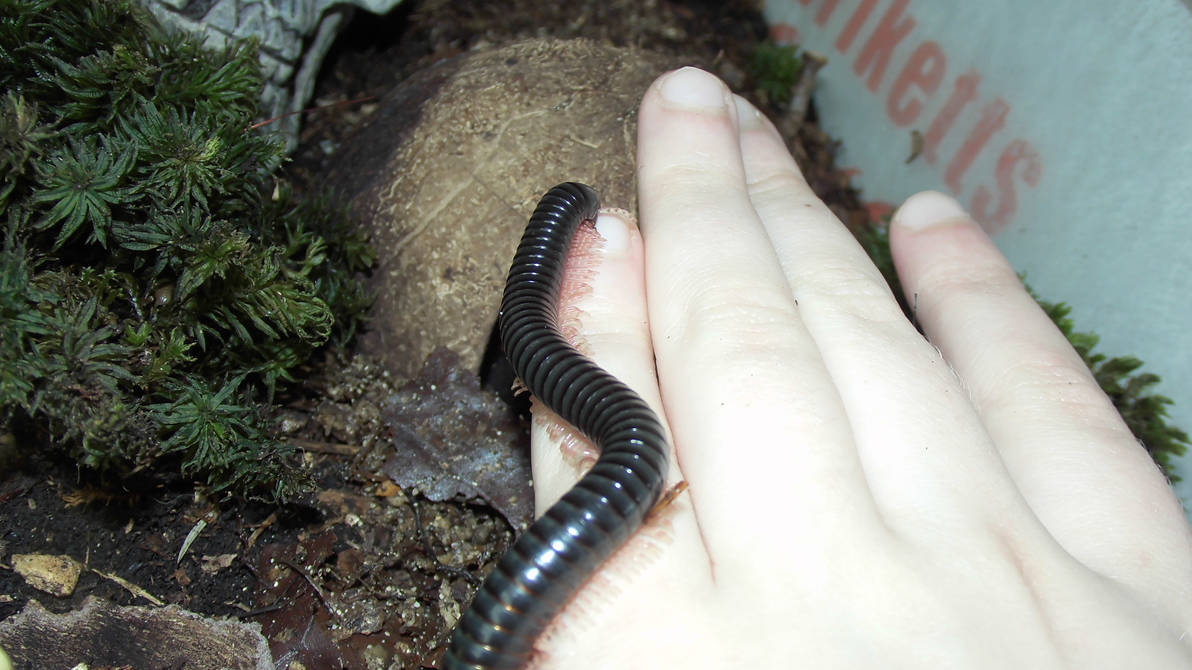 Little Dendrostreptus macracanthus 5 by OPGirl16 on DeviantArt