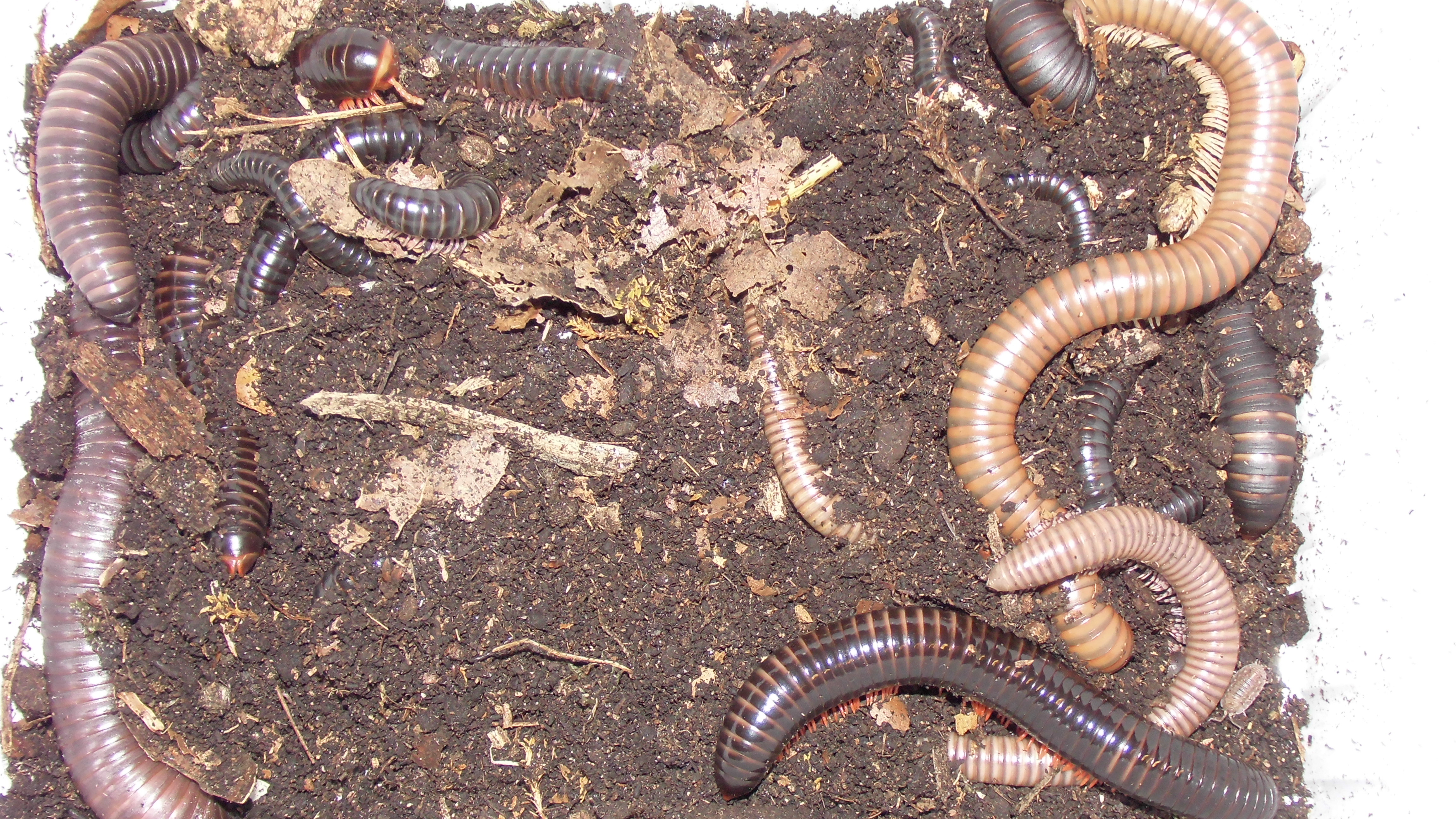 So many millipede