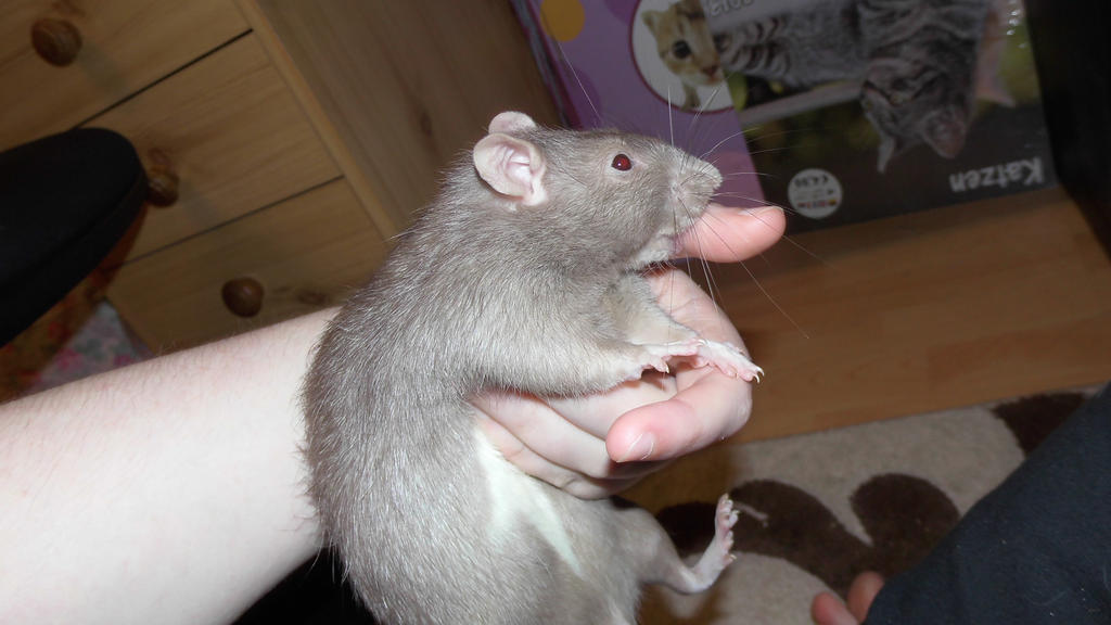 Rat Kiss by OP-Girl16 on DeviantArt