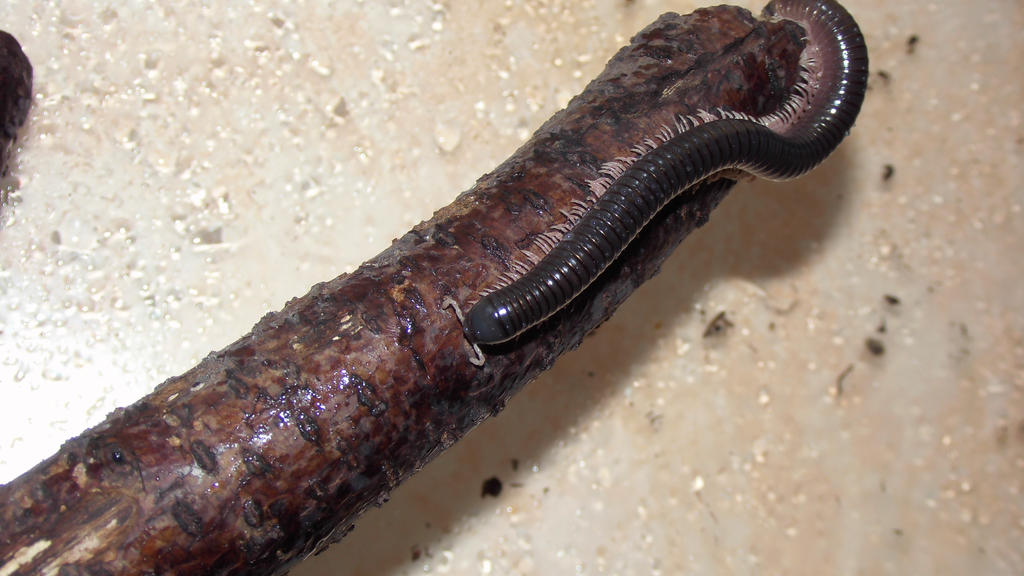 Little Dendrostreptus macracanthus 4 by OPGirl16 on DeviantArt