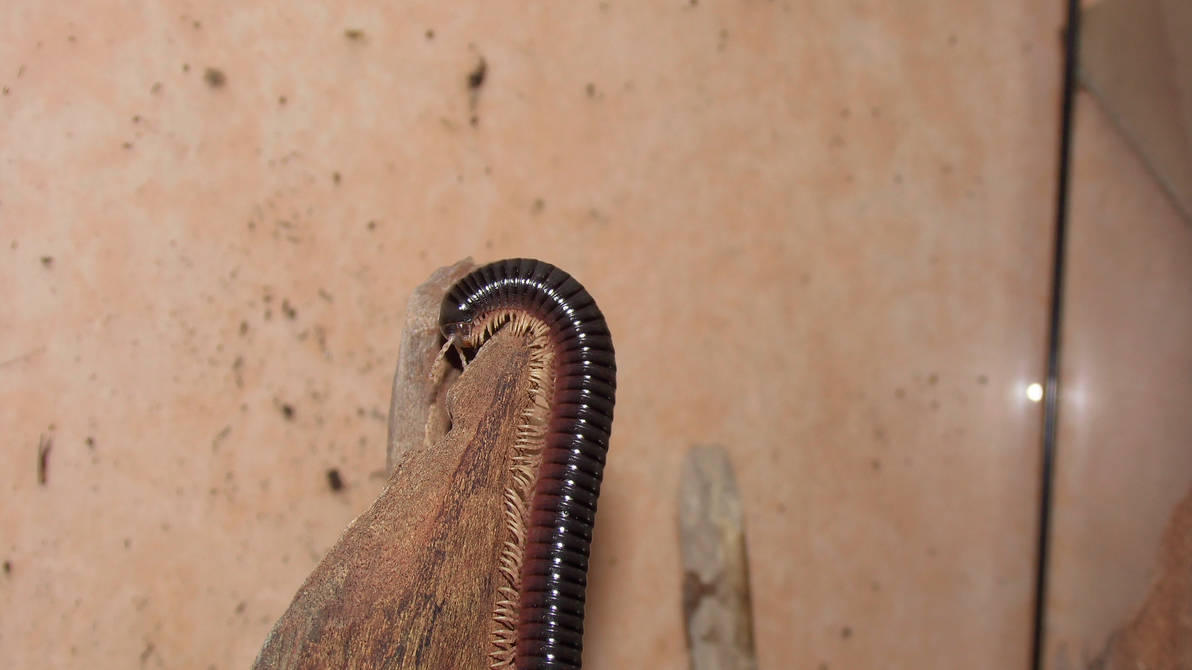 Dendrostreptus macracanthus 2 by OPGirl16 on DeviantArt