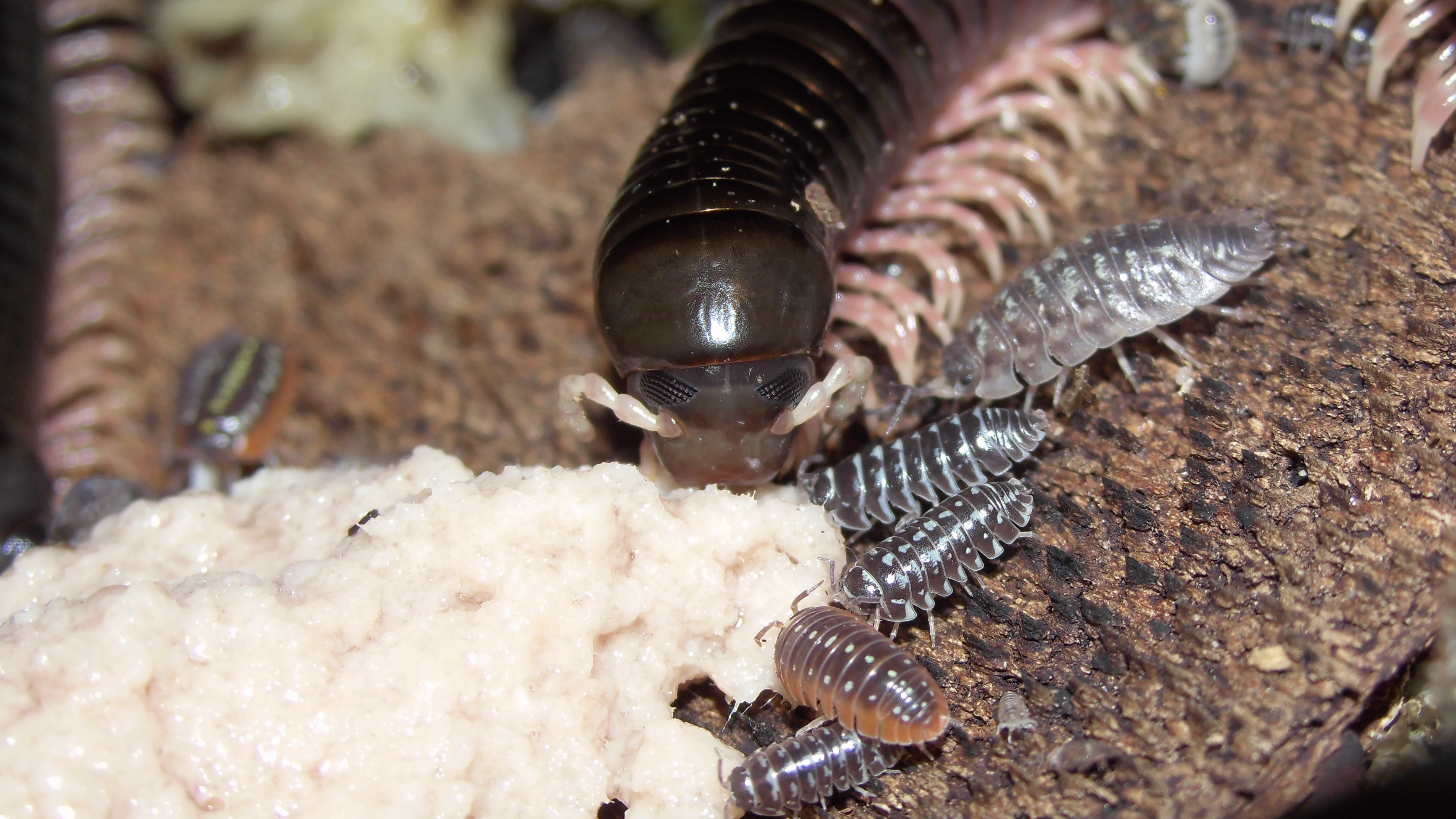 Dendrostreptus macracanthus 12 by OPGirl16 on DeviantArt