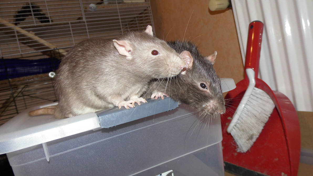Two Buff Rats Two Rats by OP-Girl16 on DeviantArt