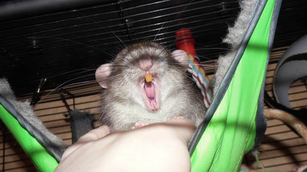 Rat Yawn (2)