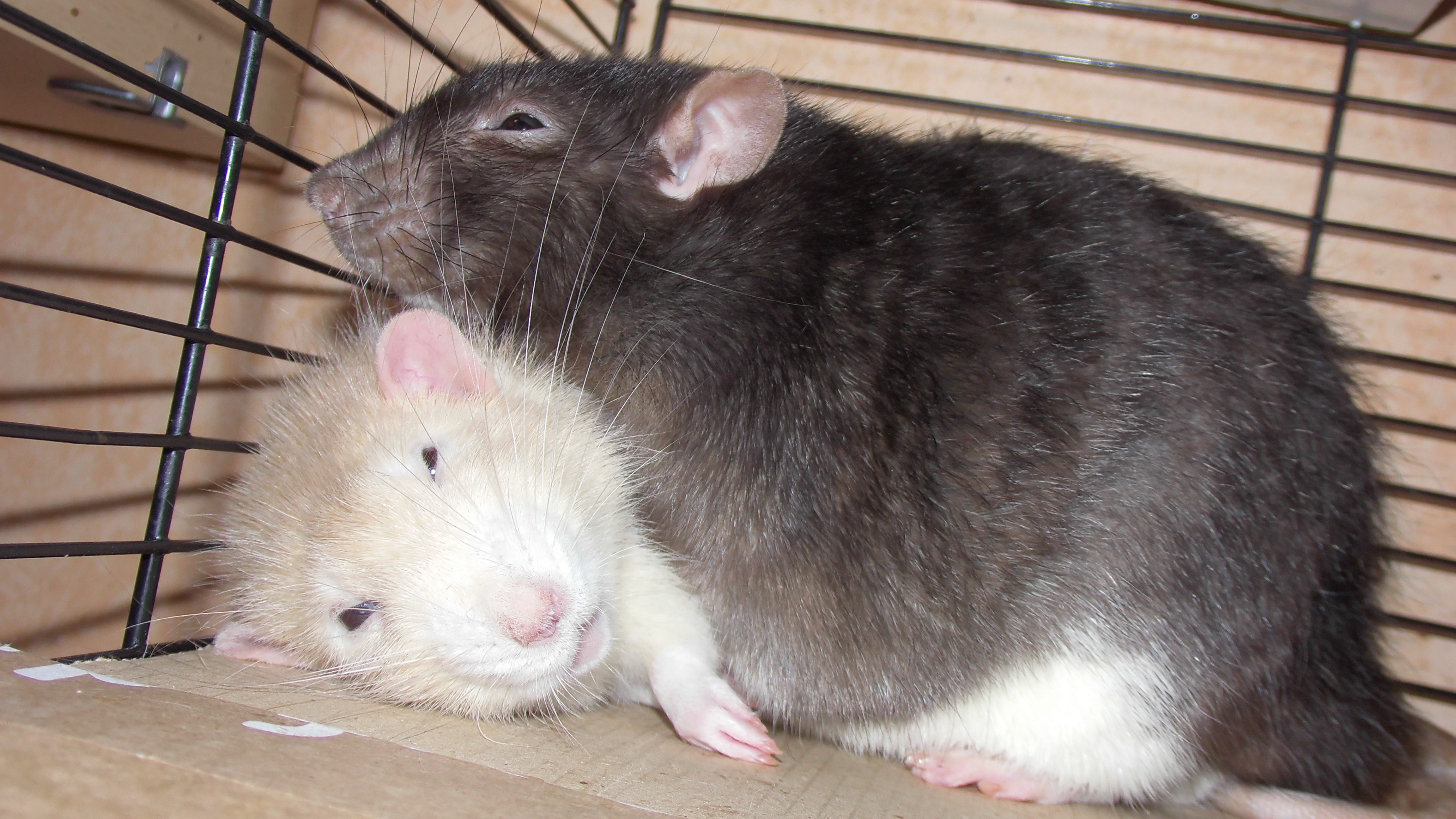 Cute Fat Rats by OP-Girl16 on DeviantArt