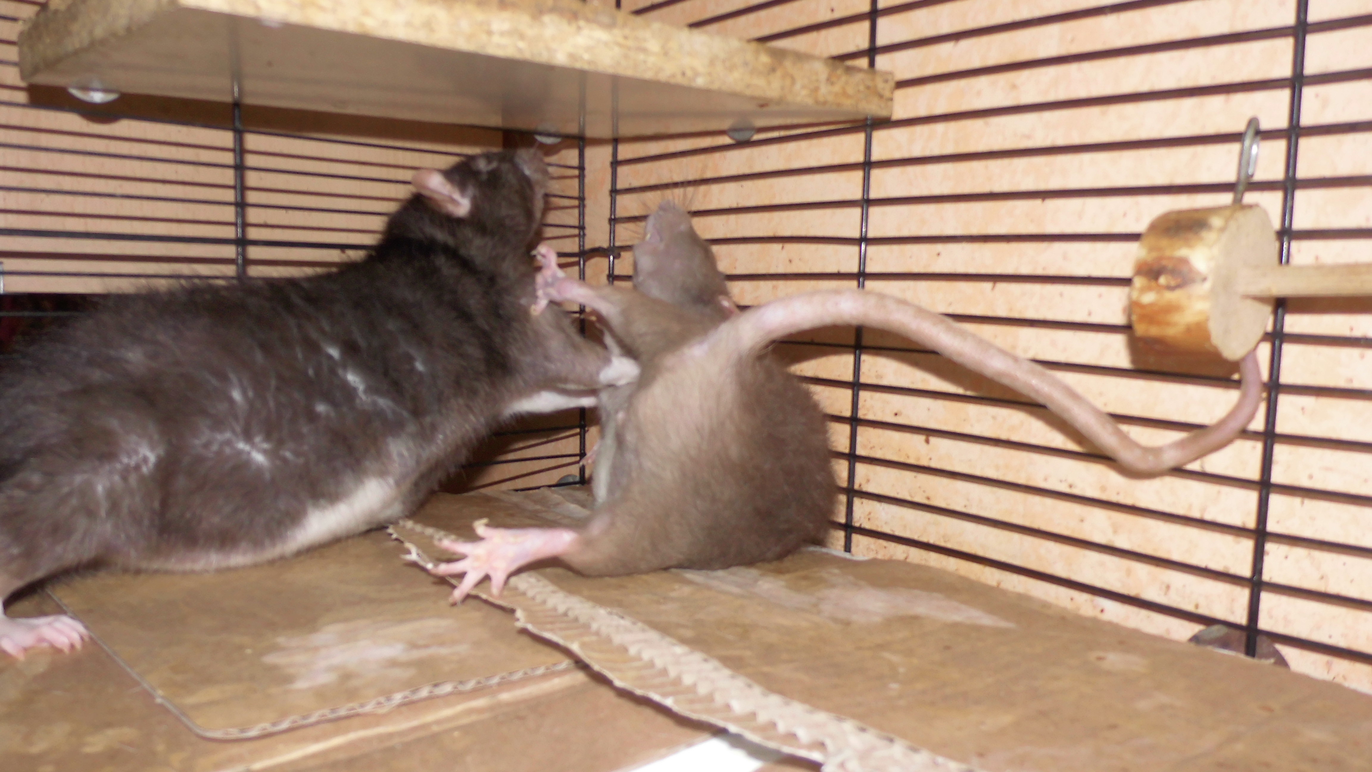 Rat Fighting Rink Epic Rat Fight by OP-Girl16 on DeviantArt