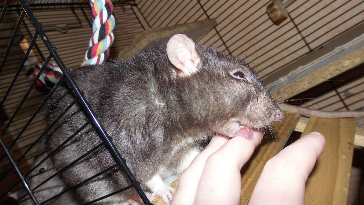 Rat Kiss (2) by OP-Girl16 on DeviantArt