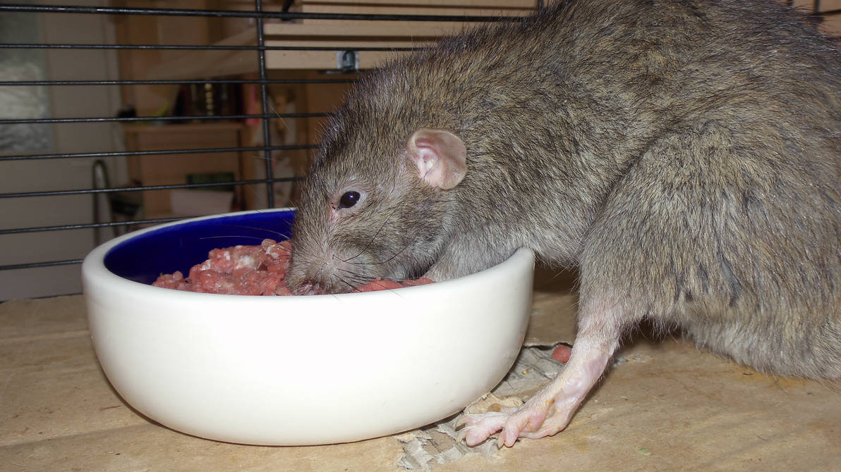 Beef Mince For Rats 2 By OP Girl16 On DeviantArt beef-mince-for-rats-2-by-op-girl16-on-deviantart