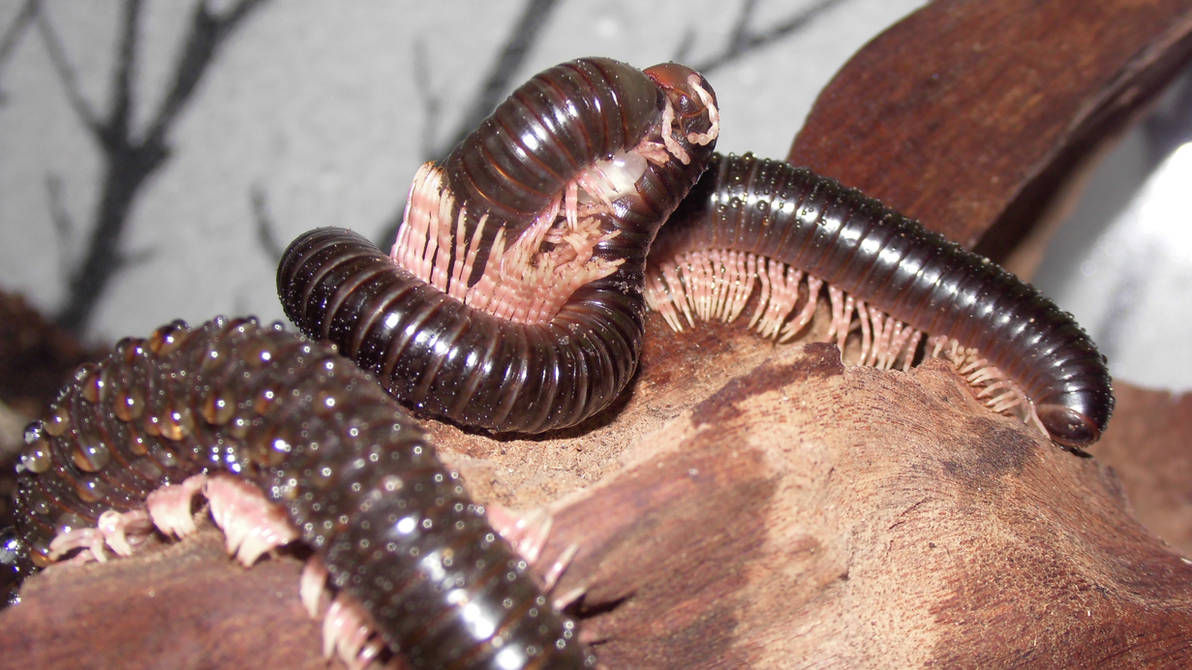 Dendrostreptus macracanthus in love (4) by OPGirl16 on DeviantArt