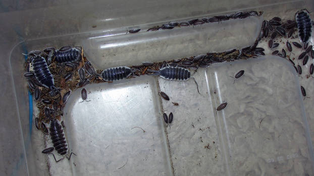 Porcellio hoffmannseggi Babys (9)