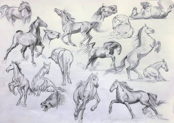 Practice 04 - Horse studies by AnaviTil