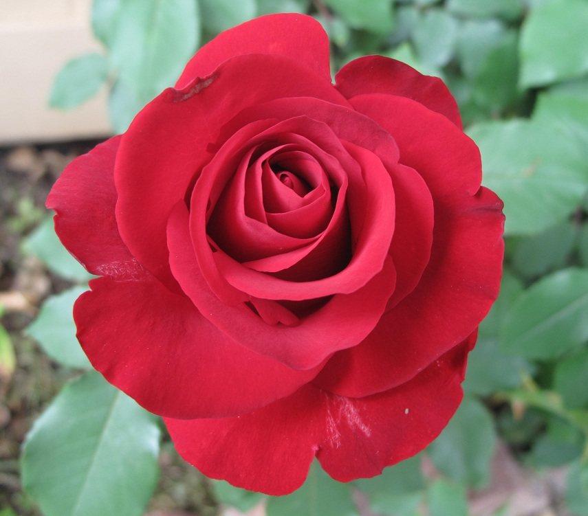 Red rose macro closeup