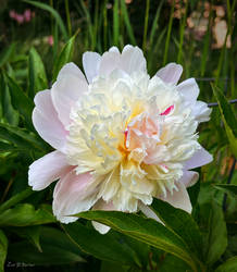 This Lovely Peony
