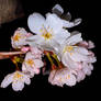 Blossoms in the Dark