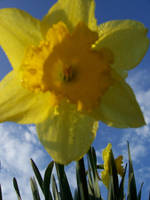 daffodil