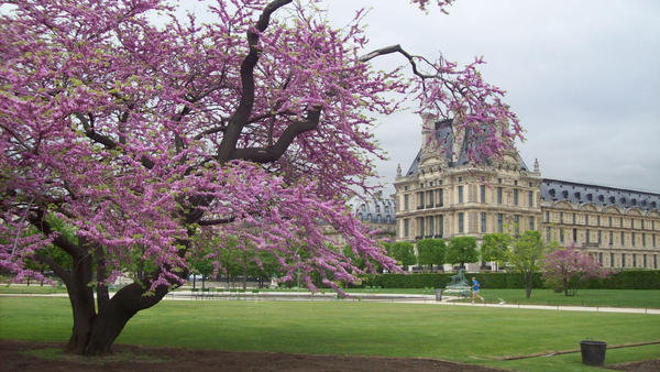 jardins des tuileries - Paris