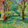Bluebells Acers and Oaks 26