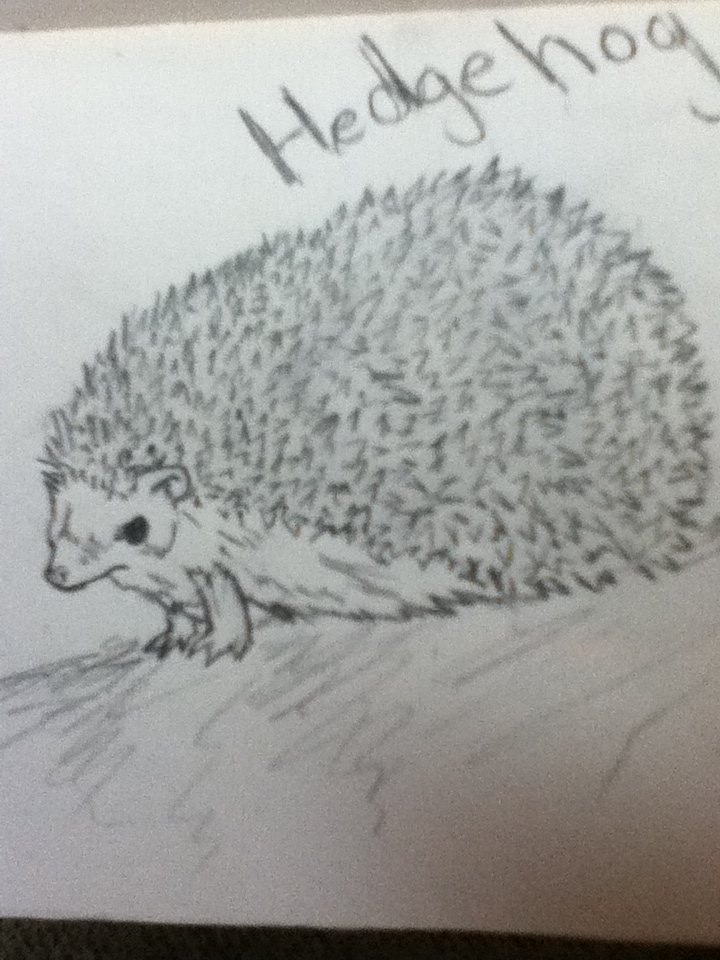 hedgehog