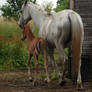 Mare and foal 01