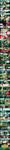 Truth or Dare Nuzlocke: Route 2 Pt.2 by shelbyecandraw