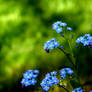 Forget-me-not