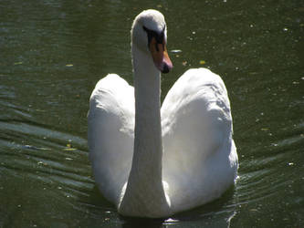 White Swan Stock II