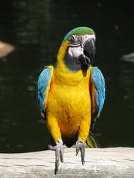 Colorful Bird Stock