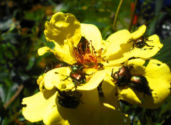 swarmed yellow petals