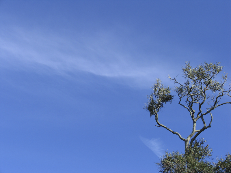 Lone Tree