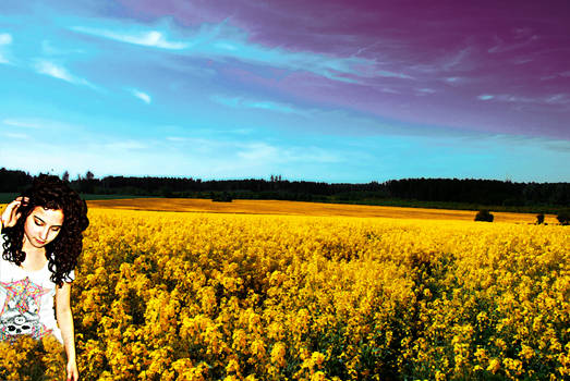 field of flowers