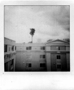 palmtree