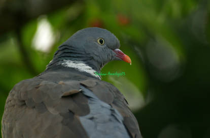 Posing pigeon