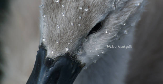 Close up Cygnet