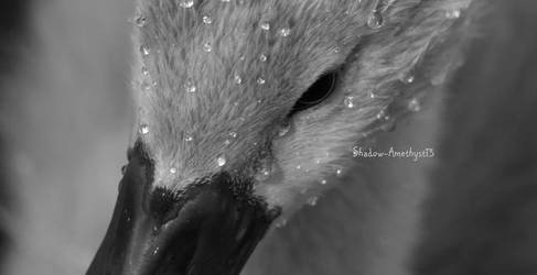 Close up cygnet black and white