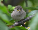 Baby sparrow by Shadow-Amethyst13
