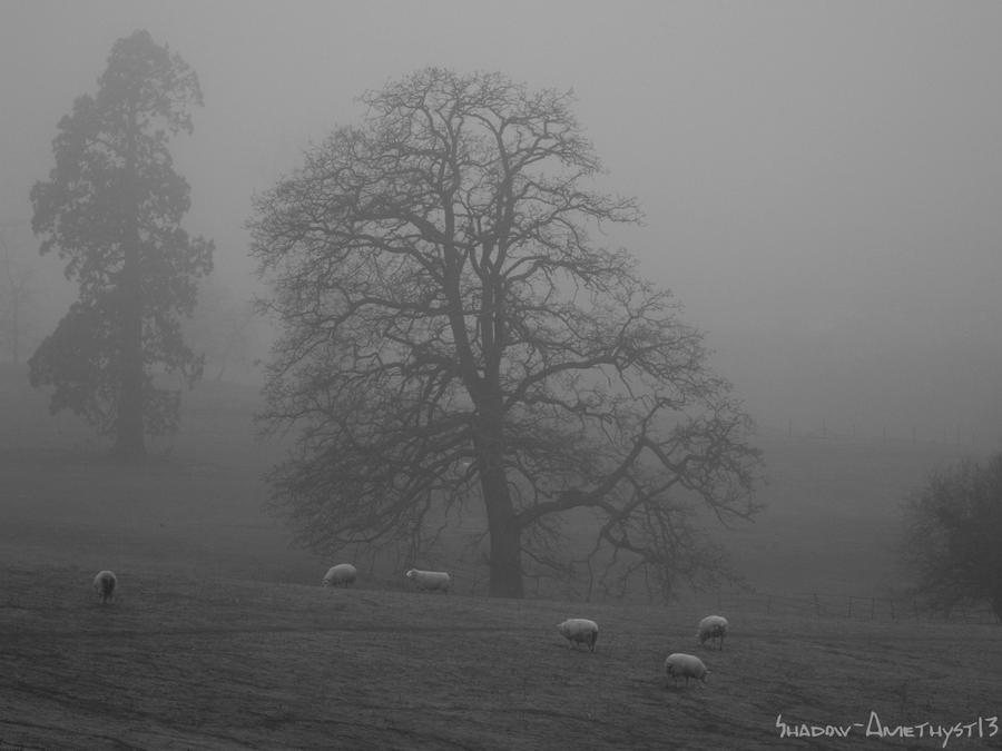 Black and white sheep