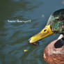 Speckled duck