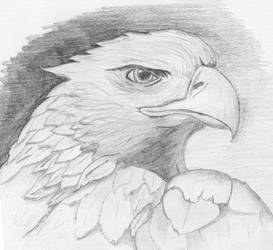 Eagle