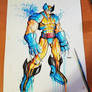 Wolverine Blue and Gold Saucy