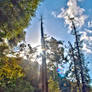 Trees in Griffith Park