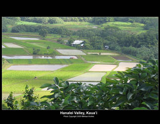 Hanalei Valley