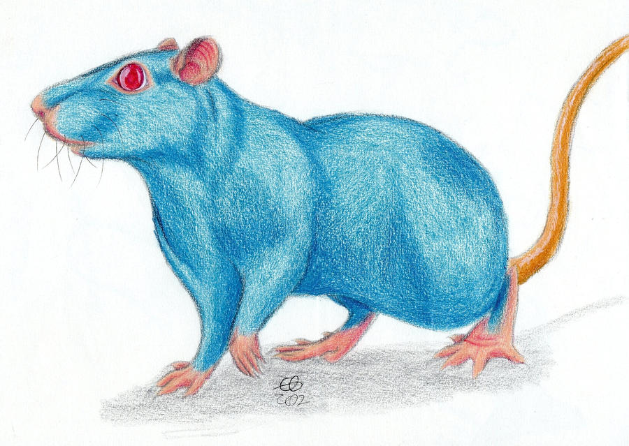 Blue rat by Afuze on DeviantArt