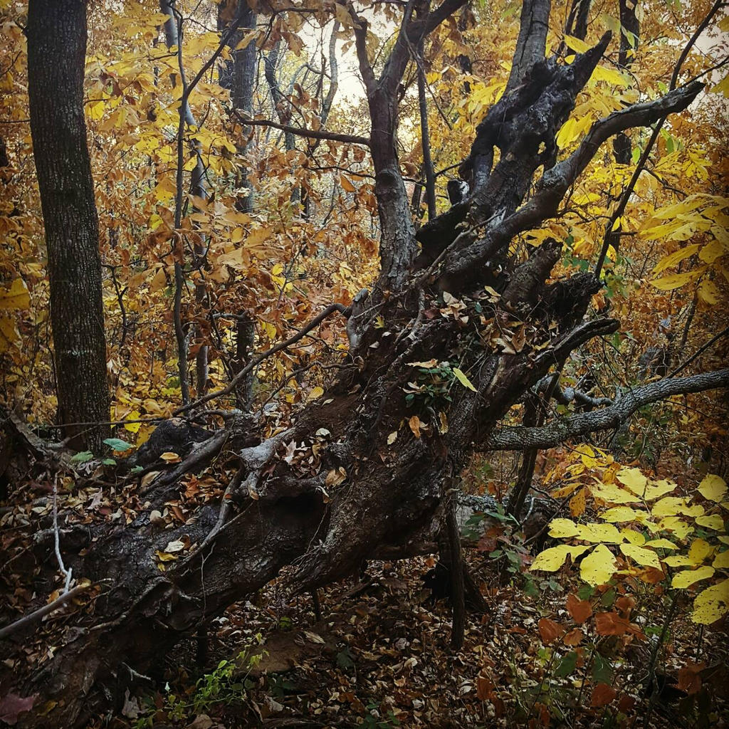 Old Knobby Tree 2 by Jasp3r-jeep on DeviantArt